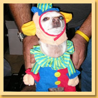 Clown Pet Costumes