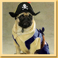 Pirate Pet Costumes