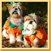 Pumpkin Pet Costumes