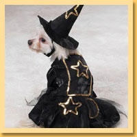 Witch Pet Costumes