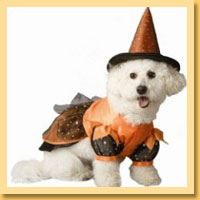 Witch Pet Costumes